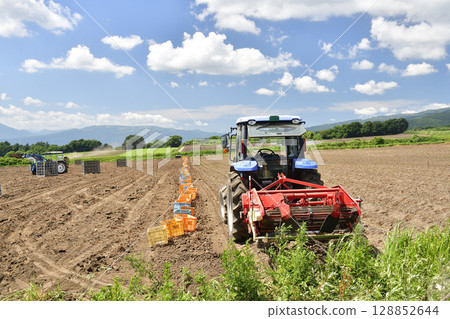 Photographing the new potato harvest in summer in Hakodate, Hokkaido Photographing the new potato harvest in summer in Hakodate, Hokkaido 128852644
