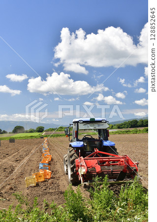 Photographing the new potato harvest in summer in Hakodate, Hokkaido Photographing the new potato harvest in summer in Hakodate, Hokkaido 128852645