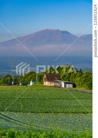 (Gunma Prefecture) Cabbage field in Tsumagoi Village 128852824