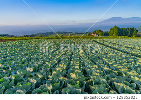(Gunma Prefecture) Cabbage field in Tsumagoi Village (Gunma Prefecture) Cabbage field in Tsumagoi Village 128852825