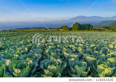 (Gunma Prefecture) Cabbage field in Tsumagoi Village (Gunma Prefecture) Cabbage field in Tsumagoi Village 128852826