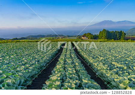 (Gunma Prefecture) Cabbage field in Tsumagoi Village (Gunma Prefecture) Cabbage field in Tsumagoi Village 128852828