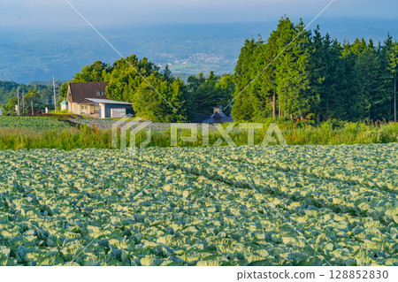 (Gunma Prefecture) Cabbage field in Tsumagoi Village (Gunma Prefecture) Cabbage field in Tsumagoi Village 128852830