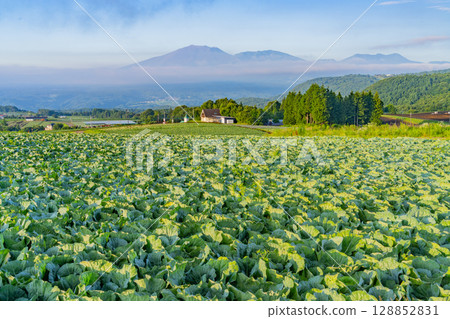 (Gunma Prefecture) Cabbage field in Tsumagoi Village (Gunma Prefecture) Cabbage field in Tsumagoi Village 128852831
