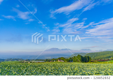 (Gunma Prefecture) Cabbage field in Tsumagoi Village 128852832