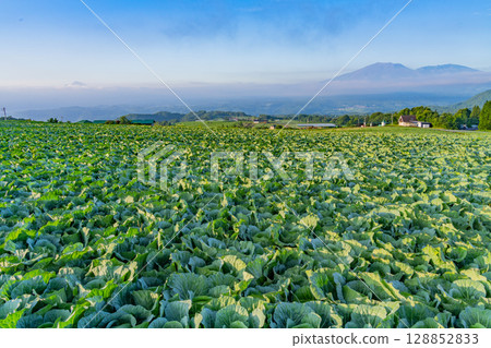 (Gunma Prefecture) Cabbage field in Tsumagoi Village (Gunma Prefecture) Cabbage field in Tsumagoi Village 128852833