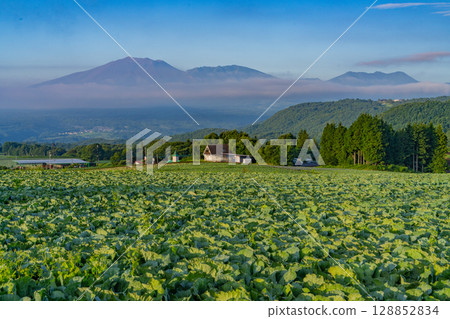 (Gunma Prefecture) Cabbage field in Tsumagoi Village (Gunma Prefecture) Cabbage field in Tsumagoi Village 128852834