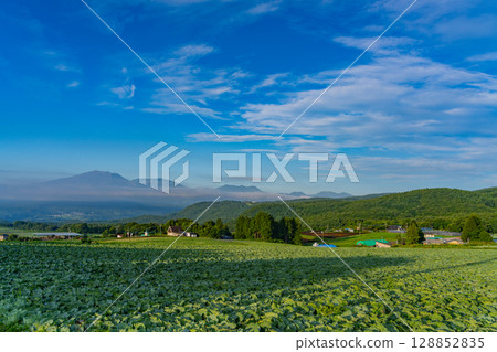 (Gunma Prefecture) Cabbage field in Tsumagoi Village (Gunma Prefecture) Cabbage field in Tsumagoi Village 128852835