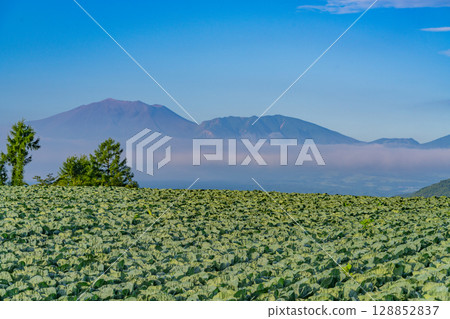 (Gunma Prefecture) Cabbage field in Tsumagoi Village (Gunma Prefecture) Cabbage field in Tsumagoi Village 128852837