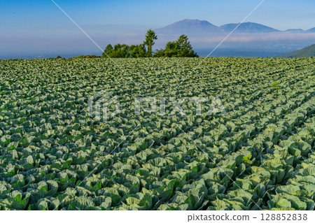 (Gunma Prefecture) Cabbage field in Tsumagoi Village (Gunma Prefecture) Cabbage field in Tsumagoi Village 128852838