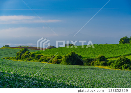 (Gunma Prefecture) Cabbage field in Tsumagoi Village (Gunma Prefecture) Cabbage field in Tsumagoi Village 128852839