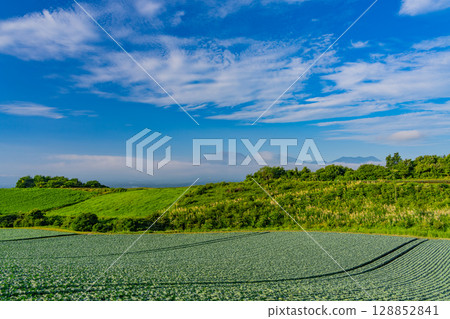 (群馬縣)Tsumagoi 村的捲心菜田 (群馬縣)Tsumagoi 村的捲心菜田 128852841