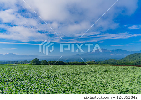 (Gunma Prefecture) Cabbage field in Tsumagoi Village (Gunma Prefecture) Cabbage field in Tsumagoi Village 128852842