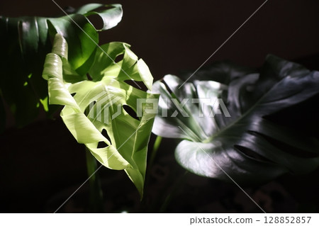 Monstera leaves starting to open in the morning sun 128852857