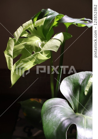 龜背竹的葉子在清晨的陽光下開始綻放 龜背竹的葉子在清晨的陽光下開始綻放 128852862