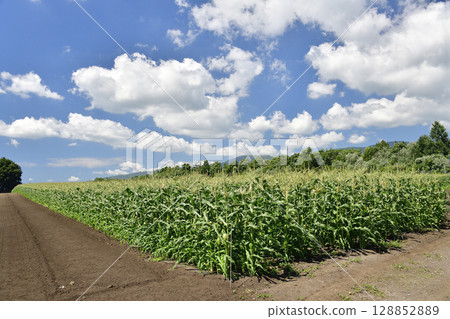 Photographing the scenery of a corn field near harvest in Nanae-cho, Hokkaido in the summer Photographing the scenery of a corn field near harvest in Nanae-cho, Hokkaido in the summer 128852889