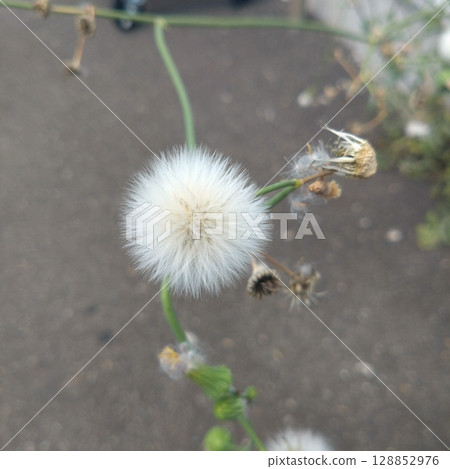 蒲公英的絨毛 蒲公英的絨毛 128852976