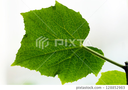 Green leaf of cucmber on a white background. Close-up of green leaf. Macro 128852983