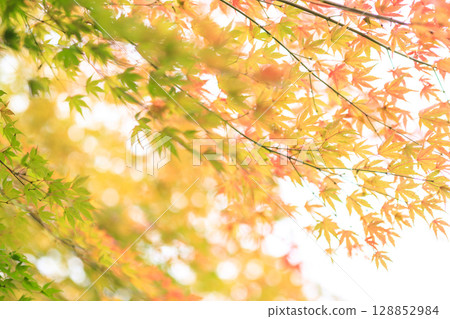The maple leaves are starting to change color The maple leaves are starting to change color 128852984