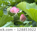 Landscape with lotus flowers 128853022