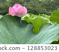 Lotus bud surrounded by lotus leaves 128853023