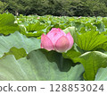 lotus flower, pale pink 128853024
