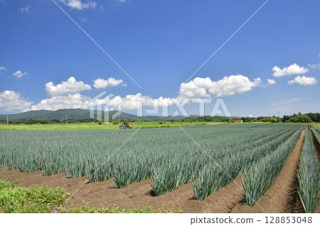 拍攝北海道函館夏季韭菜田的風景 128853048