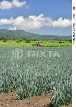 拍攝北海道函館夏季韭菜田的風景 128853049