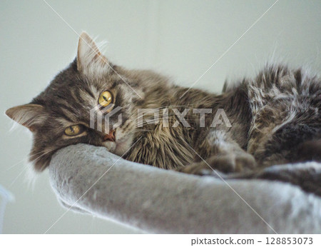 Relaxed Maine Coon Cat Lounging on a Perch 128853073