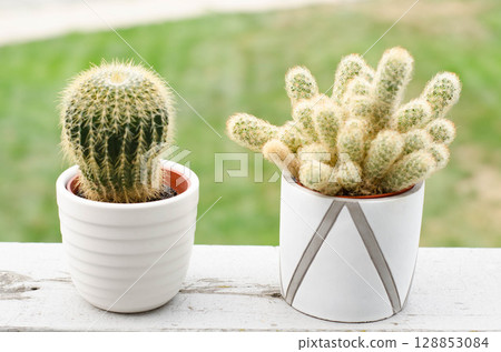 Modern two Cactus Decor in Minimalist Pot 128853084