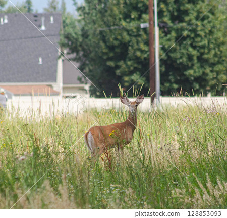 Deer Standing in Tall Grass with Residential Background Deer Standing in Tall Grass with Residential Background 128853093