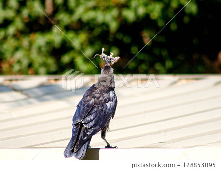 Wild Crow Catches Mouse on Metal Roof Wild Crow Catches Mouse on Metal Roof 128853095