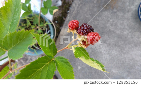 Blackberry fruit 128853156