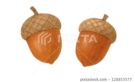 橡果二重奏(PNG 剪紙) 橡果二重奏(PNG 剪紙) 128853577