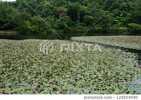 Snake's Nose 2025-6-21 #16 128854090