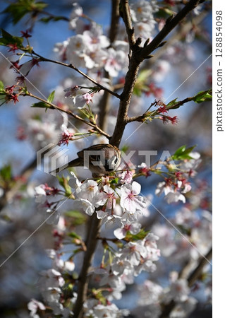 麻雀棲息在櫻桃樹枝上 128854098