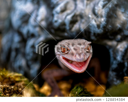 Close up of Hynant gecko 128854384