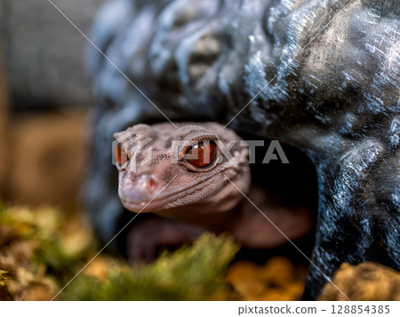 Hynant 壁虎的特寫 128854385