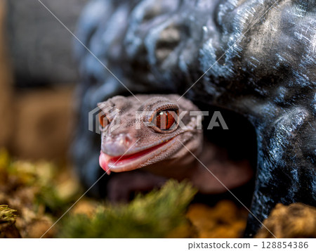 Close up of Hynant gecko 128854386