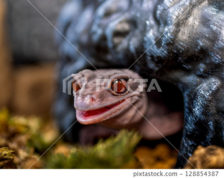Close up of Hynant gecko 128854387