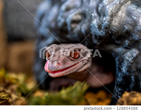 Hynant 壁虎的特寫 128854388