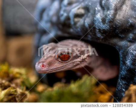 Hynant 壁虎的特寫 128854389