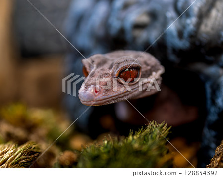 Hynant 壁虎的特寫 Hynant 壁虎的特寫 128854392