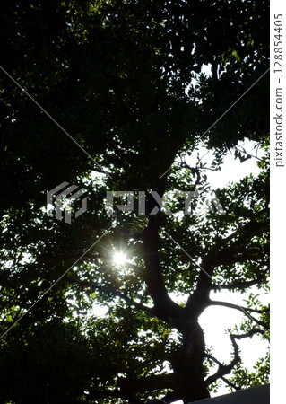 Sky looked up from the forest Sky looked up from the forest 128854405
