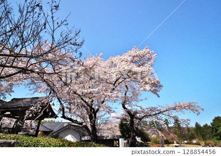 寺廟裡的櫻花盛開 128854456