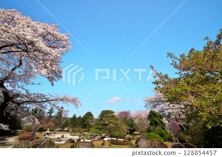 寺廟裡的櫻花盛開 128854457