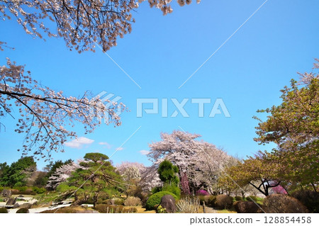 Cherry blossoms in full bloom at the temple 128854458