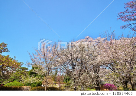 寺廟裡的櫻花盛開 128854465