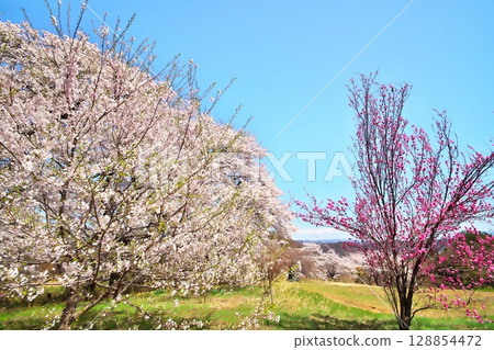 寺廟裡的櫻花盛開 128854472