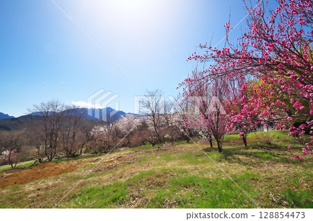 寺廟裡的櫻花盛開 128854473